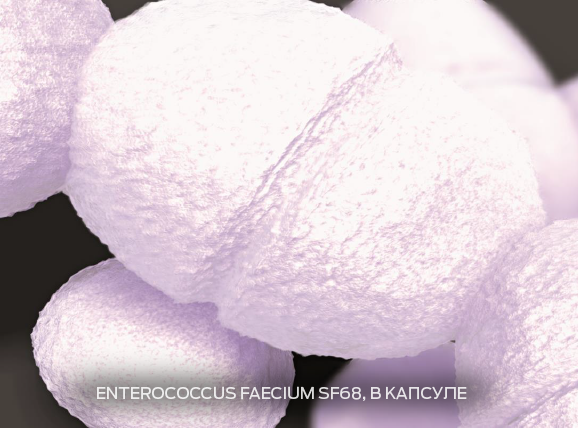 Enterococcus faecium SF68, encapsulated