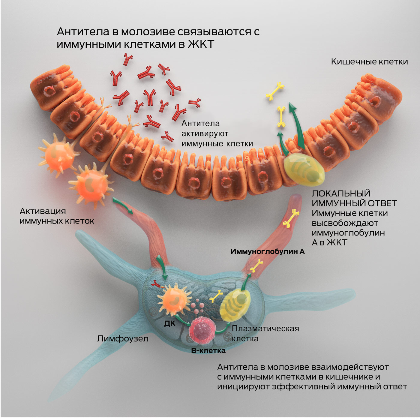 immunity-and-colostrum