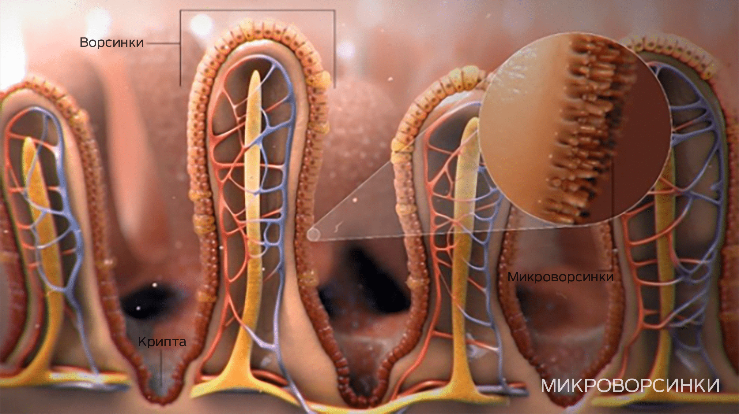 Microvilli