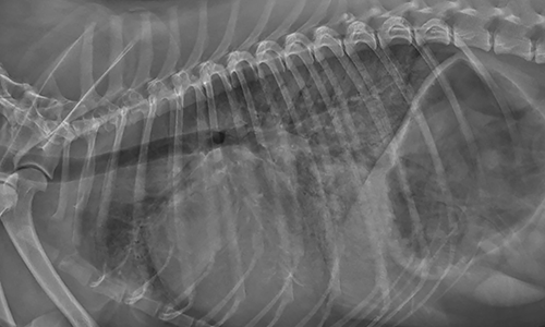 Heart failure dog xray