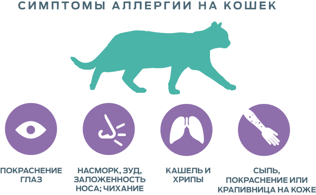 Аллергия от шерсти животных. Гипоаллергенные кошки. Перекрестная аллергия на шерсть животных. Аллергены у кошек для человека. Аллергены у кошек для человека.