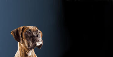 boxer