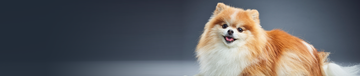 purina-research