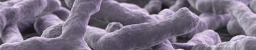 1115130-NRM_bifidobacterium_0.jpg 