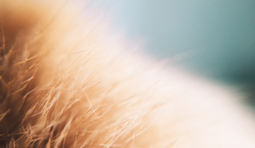 cat-allergies-fact-vs-fiction