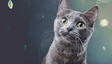 cat-allergies-fact-vs-fiction