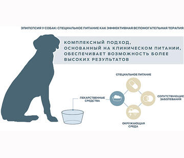 Brain-Conditions_Canine-Epilepsy-Graphic_RUS.jpg 