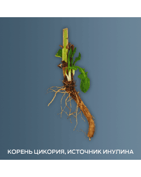Chicory-root