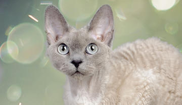 grey-devon-rex-cat