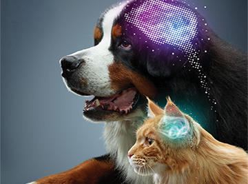 canine-and-feline-brain-health