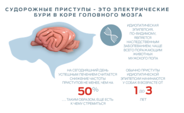 Приступ у собаки: эпилепсия или что-то другое? Признаки, диагностика и лечение
